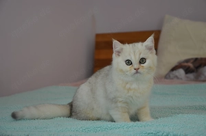 Süße BKH Silver Shaded Babykatze 