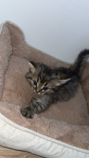 Babykatzen 