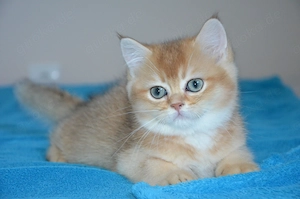  Süße BKH Golden Shaded Babykatzen - entwurmt und geimpft