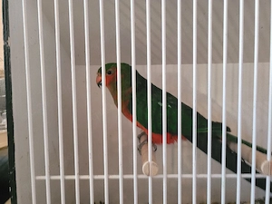 königssittich hahn 2024