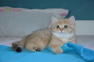  Süße BKH Golden Shaded Babykatzen - entwurmt und geimpft