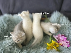 Wunderschöne Bkh Kittis