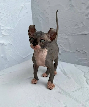 Sphynx-Kätzchen zur Adoption