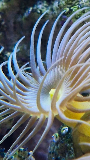 WYSIWYG Terrazoanthus - Gelbe Krustenanemone 10 Polypen