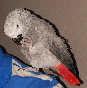Graupapagei Weibchen 