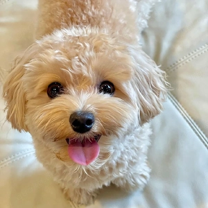 Maltipoo-Hündin