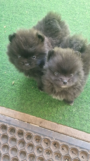 Süße Pomeranian Bärchen 