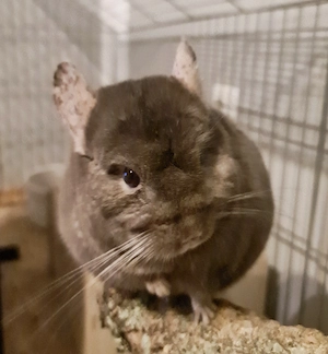 Chinchilla Männchen kastriert, sucht neues Zuhause 