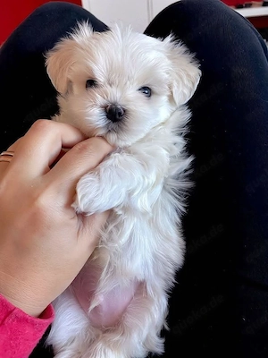 Maltesische Babys 