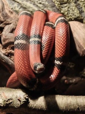 Königsnatter 5J.