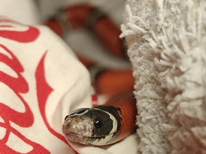 Königsnatter 5J.