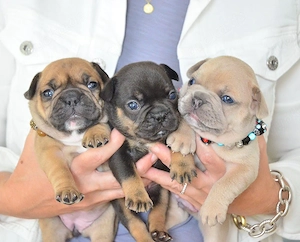 Französische Bulldoggen Welpen