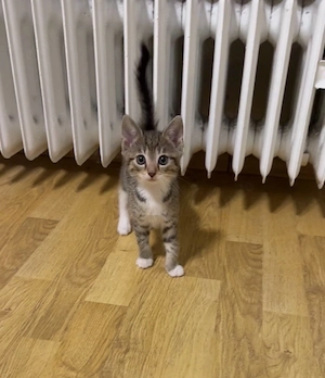 Babykatze EKH, 3 monate alt ! 250   
