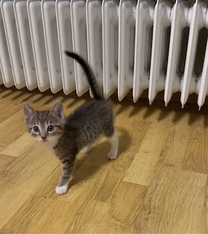 Babykatze EKH, 3 monate alt ! 250   