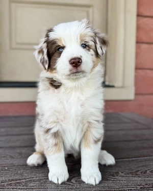 Schöner Mini-Aussie für neue Häuser verfügbar 
