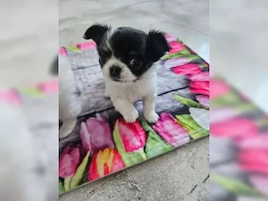 Wunderschöne Chihuahua-Welpen suchen ein liebevolles Zuhause