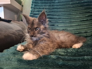 Reinrassiger Main coon Kater