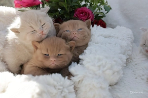Bkh Cinamon Kater 
