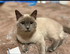 Katze vermisst 