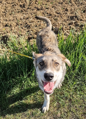 Mirko, 5 Monate, lieb, braucht ländliches Zuhause