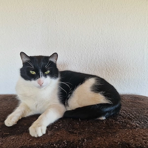 Raffy, 2 Jahre, lieb, groß