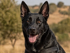 Luke, ein prima Kumpel!