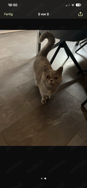 Katze 10 Monate   kastriert 