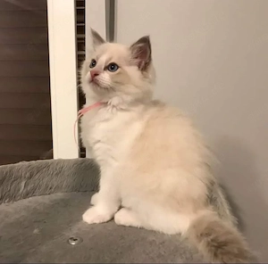 Ragdoll-Kitten suchen ein neues Zuhause.