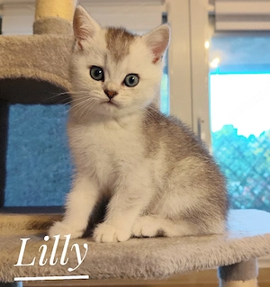 Zauberhafte reinrassige BKH-Kitten suchen ihr Zuhause
