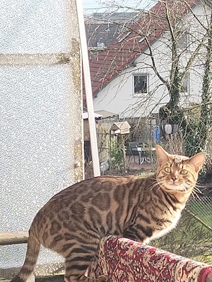 Liebevoller Bengal Kater sucht fürsorgliches Zuhause mit sofortiger Kastration