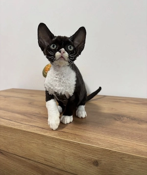 Devon Rex, betrügerische Anzeigen Warnung
