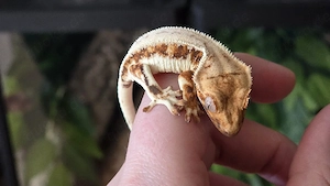 Kronengecko Tricolor Lilly White 0.0.1 poss. Weibchen Bild 7