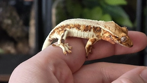 Kronengecko Tricolor Lilly White 0.0.1 poss. Weibchen Bild 4