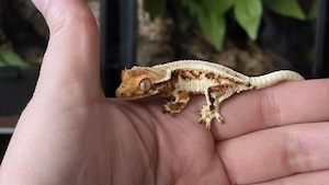 Kronengecko Tricolor Lilly White 0.0.1 poss. Weibchen Bild 1