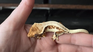 Kronengecko Tricolor Lilly White 0.0.1 poss. Weibchen Bild 2