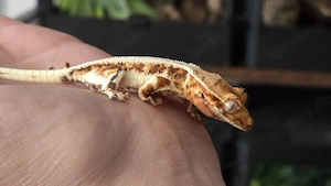 Kronengecko Tricolor Lilly White 0.0.1 poss. Weibchen Bild 3