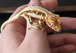 Kronengecko Tricolor Lilly White 0.0.1 poss. Weibchen Bild 5