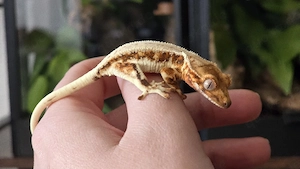 Kronengecko Tricolor Lilly White 0.0.1 poss. Weibchen Bild 6
