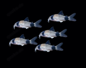 Panda Panzerwels Panzerwelse Corydoras Hoplisoma panda 