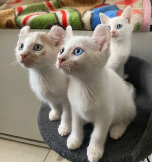 Cornish Rex Mix Kätzchen