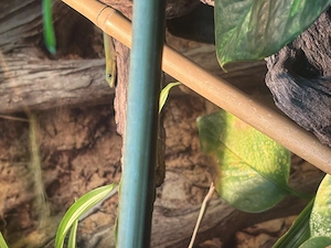 Phelsuma laticauda Nachwuchs (Mitte dez.)