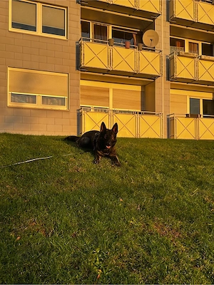 DDR Ost Deutscher Schäferhund