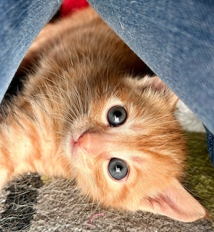 Ernie   verspieltes Kitten sucht Zuhause mit Zweitkatze (Dachau)