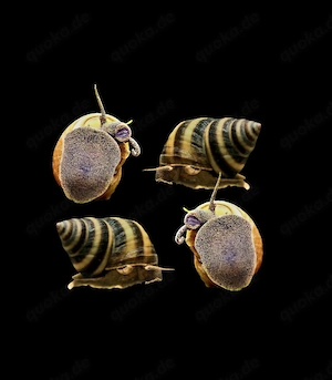 Piano Schnecke Taia naticoides