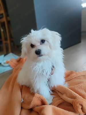 Maltipoo Welpe Mädchen 