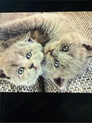 Bkh Kitten