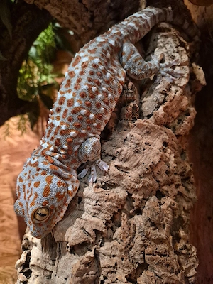 Tokeh Tokeh männchen