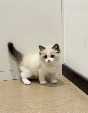 Ragdoll Katzen 