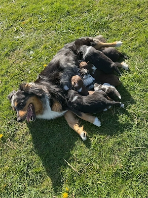 Australian Shepherd Welpen
