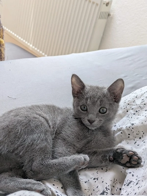 Russisch Blau Kitten (Reine Mädelsgruppe)